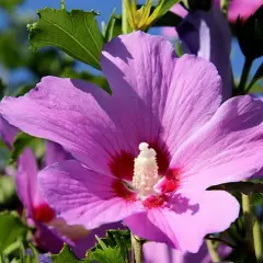 Hibiskus do herbaty? Tylko ketmia szczawiowa! Właściwości i parzenie