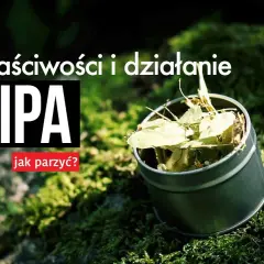 Herbata z lipy dla dziecka: Od kiedy bezpiecznie podawać?