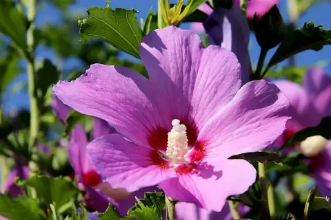 Hibiskus do herbaty? Tylko ketmia szczawiowa! Właściwości i parzenie