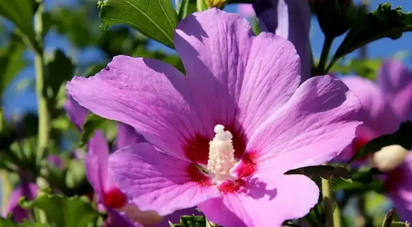 Hibiskus do herbaty? Tylko ketmia szczawiowa! Właściwości i parzenie