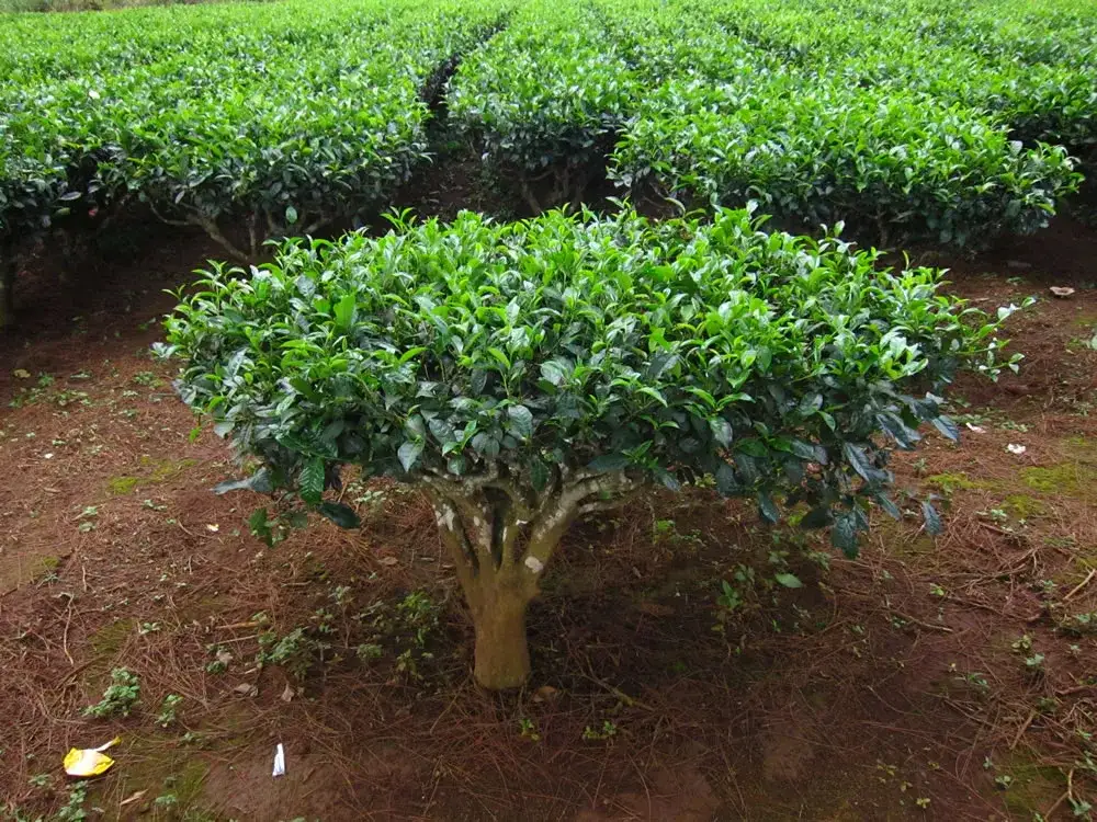 Camellia sinensis w doniczce