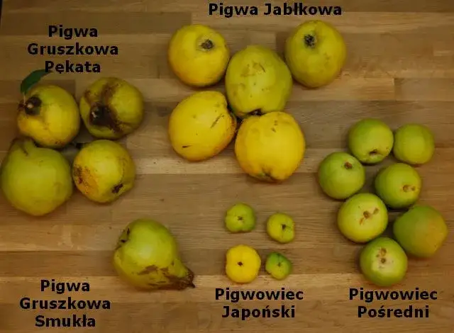 Różnica między pigwą a pigwowcem japońskim
