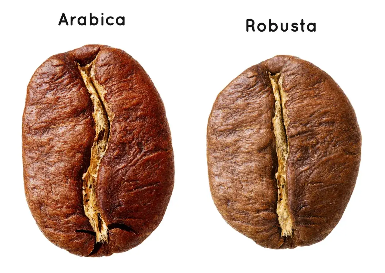 Ziarna kawy Arabica i Robusta porównanie